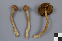 Cortinarius chrysolitus image